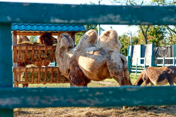 camels at the zoo on a sunny day