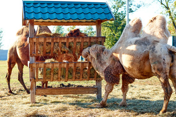 camels at the zoo on a sunny day