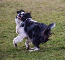Sheepdog Freeze frame Action