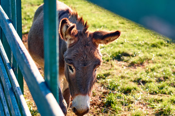a donkey in the zoo
