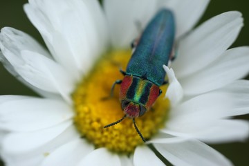 an insect crawling on a white flower.