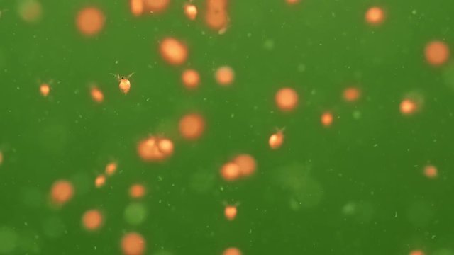 Plankton is under water. Daphnia moyna