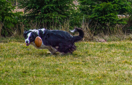 Sheepdog Freeze Frame Action