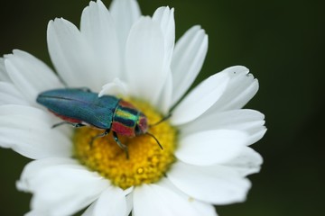 an insect crawling on a white flower.