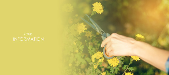 Woman gardener cutting flowers plant gardening scissors pattern nature sun