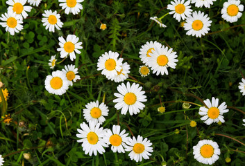 White angels, daisies scattered in green meadows.)