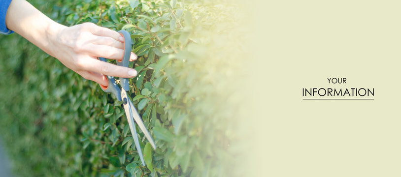 Woman gardener cutting bushes gardening pattern nature green