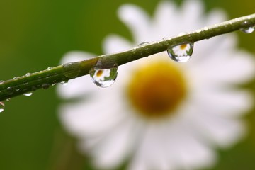 water drops on the green grass .turkey