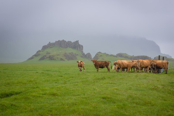 Herd of cattle on a green field in Iceland