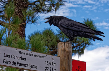La Palma - Alpenkrähe begrüßt Wanderer