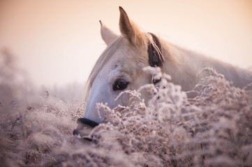 portret konia w szronie