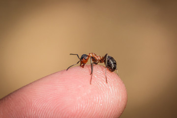 ant bites the finger