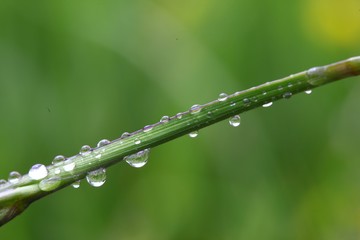 water drops on the green grass .artvin/turkey/savsat