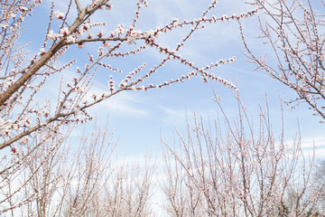 Orchard trees in bloom, springtime beauty
