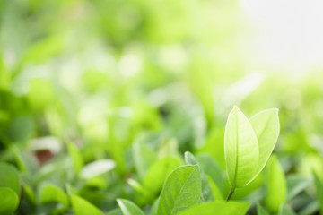 Close up beautiful view of nature green leaves on blurred greenery tree background with sunlight in public garden park. It is landscape ecology and copy space for wallpaper and backdrop.