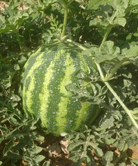 la mejor la fruta natural