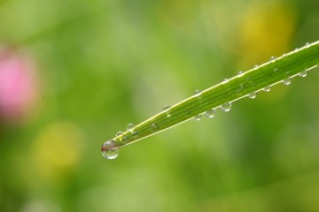 water drops on the green grass .artvin/turkey/savsat