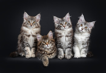 Fototapeta na wymiar Perfect row of four Maine Coon cat kittens sitting next to each other, sitting and laying down. Looking at camera with brown alert eyes. Isolated on a black background.
