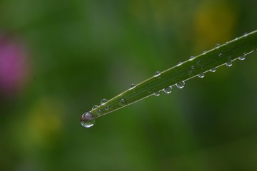 water drops on the green grass 