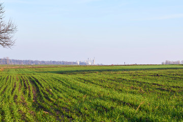 Fototapeta na wymiar Green wheat field. Young wheat in neat rows