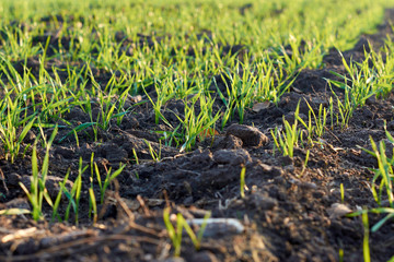 Green wheat field. Young wheat in neat rows