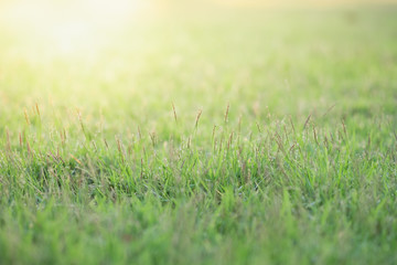 Plakat Close up beautiful view of nature green grass on blurred greenery tree background with sunlight in public garden park. It is landscape ecology and copy space for wallpaper and backdrop.