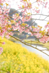 河津桜と菜の花