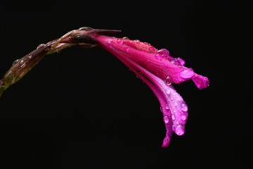 endemic flower varieties