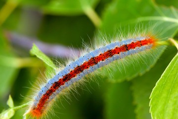 blue caterpillar beetle on flowers.artvin 