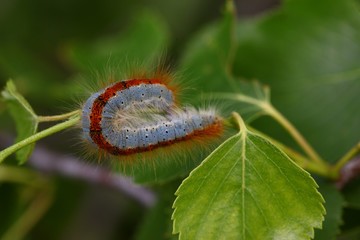 blue caterpillar beetle on flowers.artvin 
