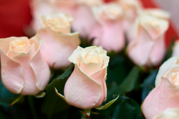 Beautiful pink roses
