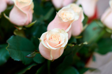 Beautiful pink roses