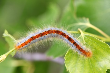 blue caterpillar beetle on flowers.artvin 