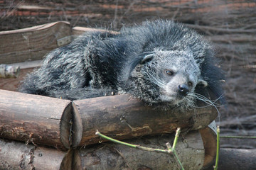 Binturong