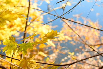 autumn leaves on tree