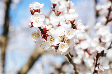 Orchard trees in bloom, close up view at blooming fruit tree, springtime beauty