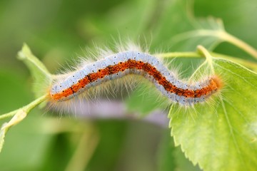 blue caterpillar beetle on flowers.artvin 