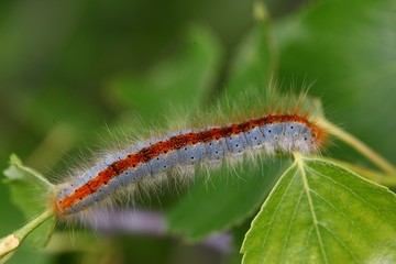 blue caterpillar beetle on flowers.artvin 