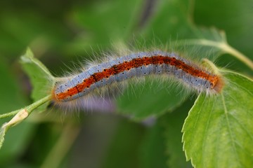 blue caterpillar beetle on flowers.artvin 