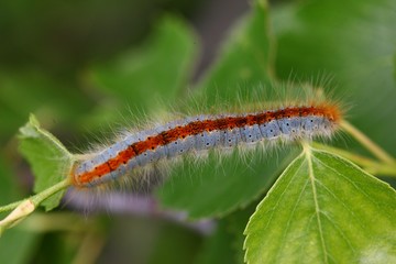 blue caterpillar beetle on flowers.artvin 