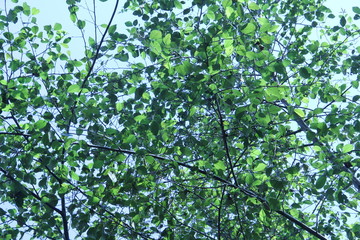 green leaves and blue sky