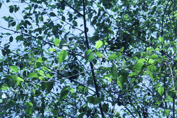 green leaves and blue sky