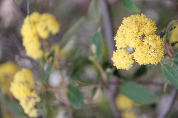 Blooming flowers (Blue Mountains - Australia)