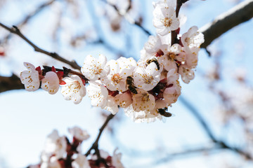 Orchard trees in bloom, close up view at blooming fruit tree, springtime beauty