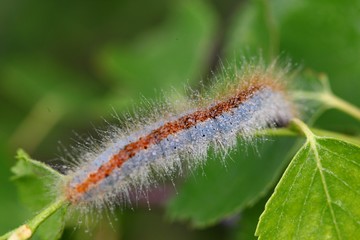 blue caterpillar beetle on flowers.artvin 