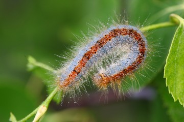 blue caterpillar beetle on flowers.artvin 
