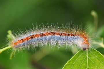 blue caterpillar beetle on flowers.artvin 