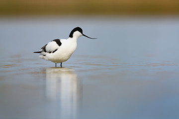 Pied avocet