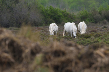 Camargue horses
