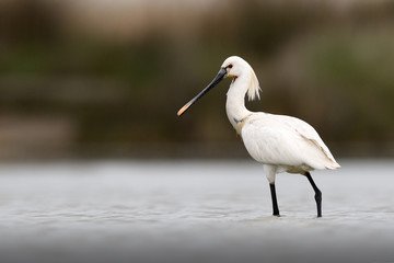 Eurasian spoonbill